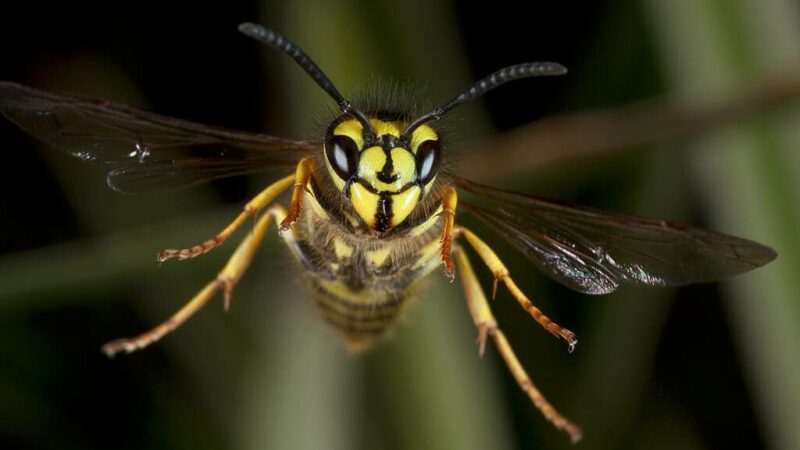 10 Interesting Wasp Facts