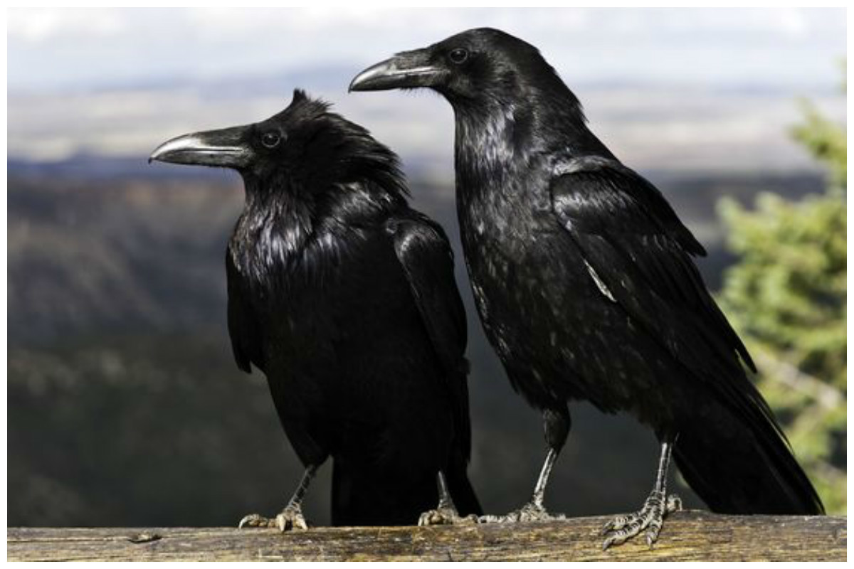 Crows