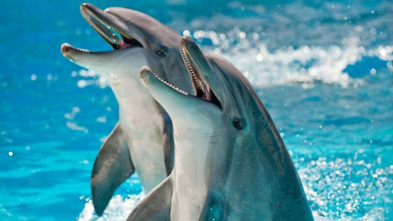 6 Amazing Facts About Dolphin Intelligence