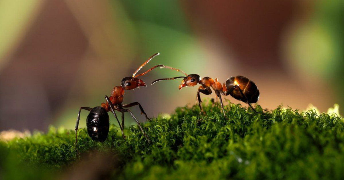 Certain ants can clone themselves!