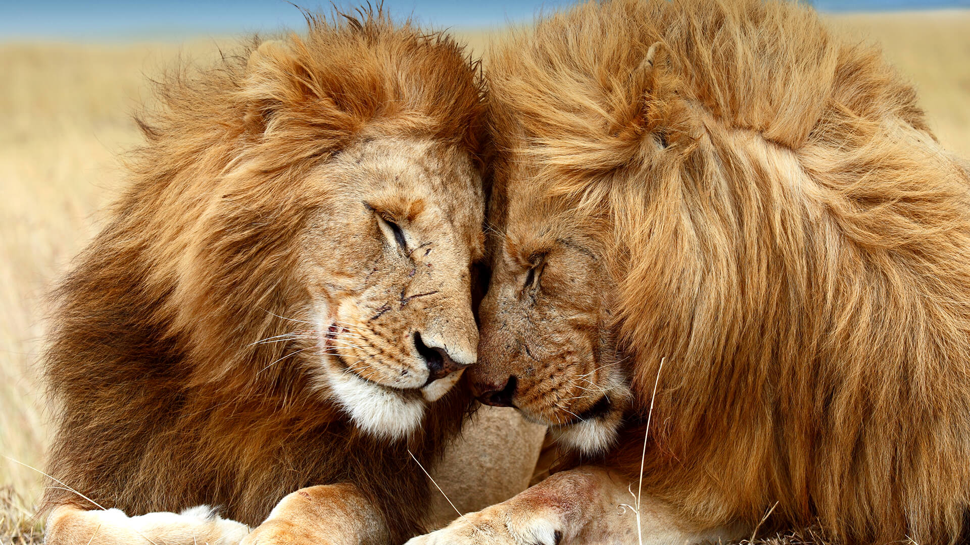 Communication of Lion