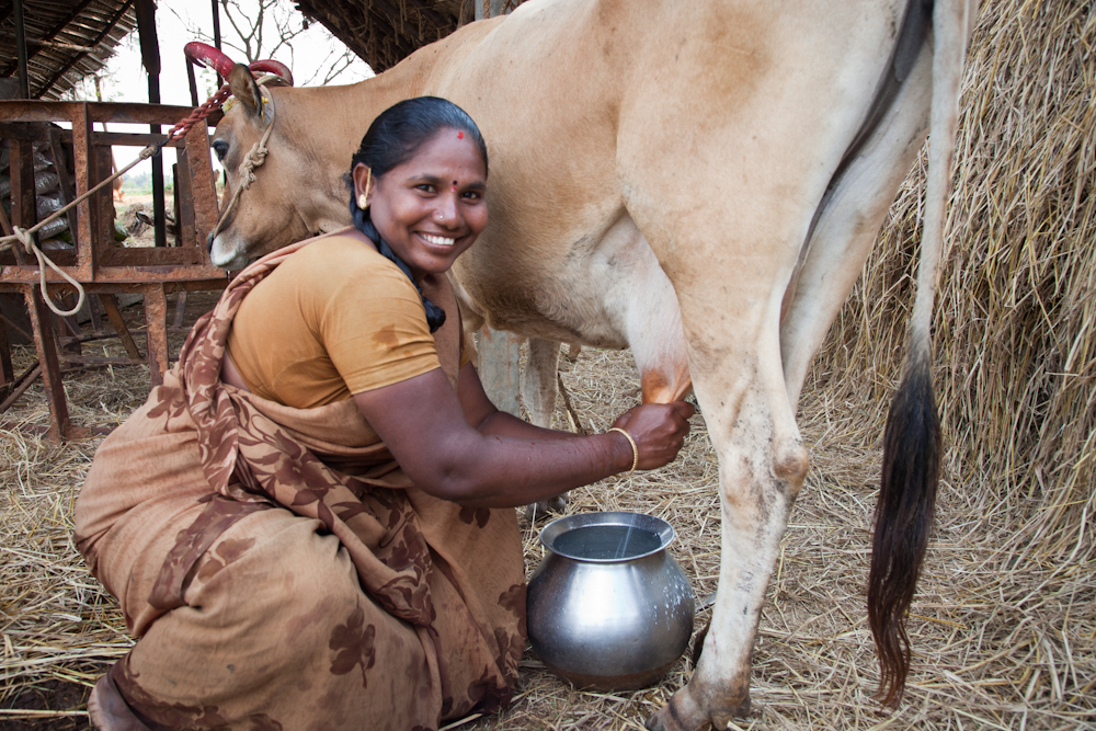 India Is The Largest Producer Of Milk