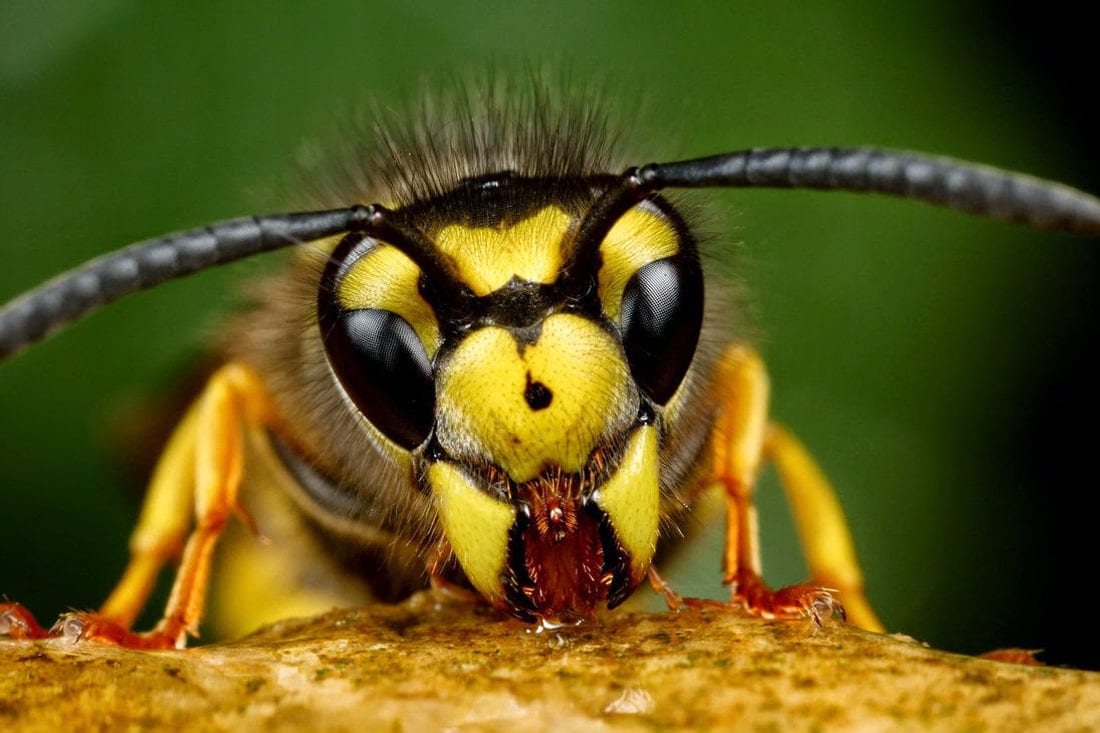 The social wasps