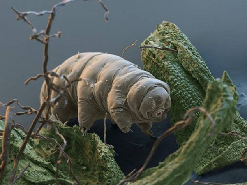 Water Bear aka Tardigrades – Immortal