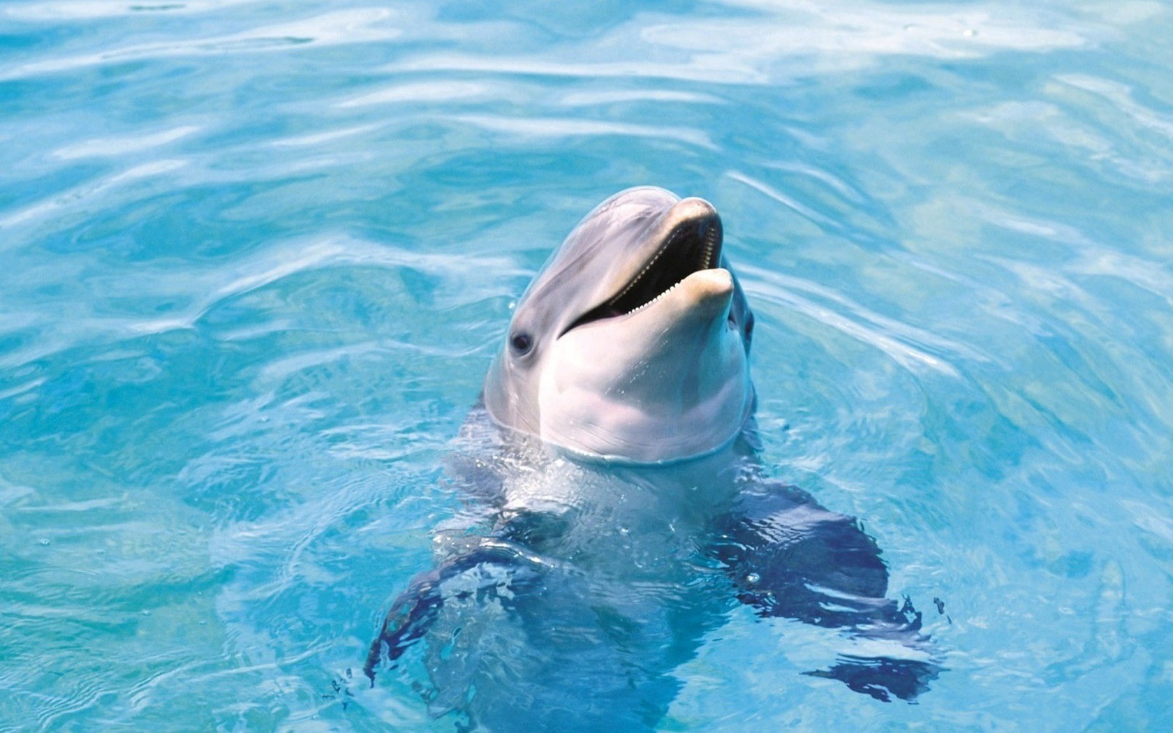 Dolphins