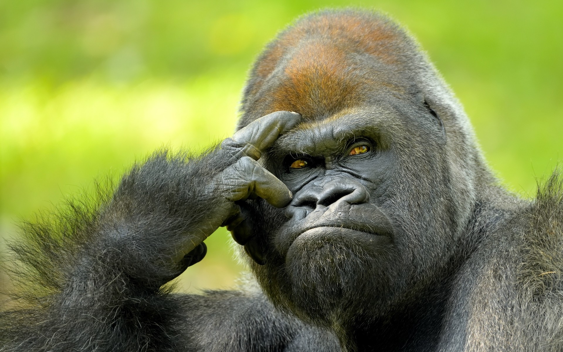Gorillas Have Human Emotions