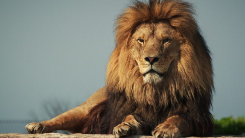 9 Interesting Lion Facts