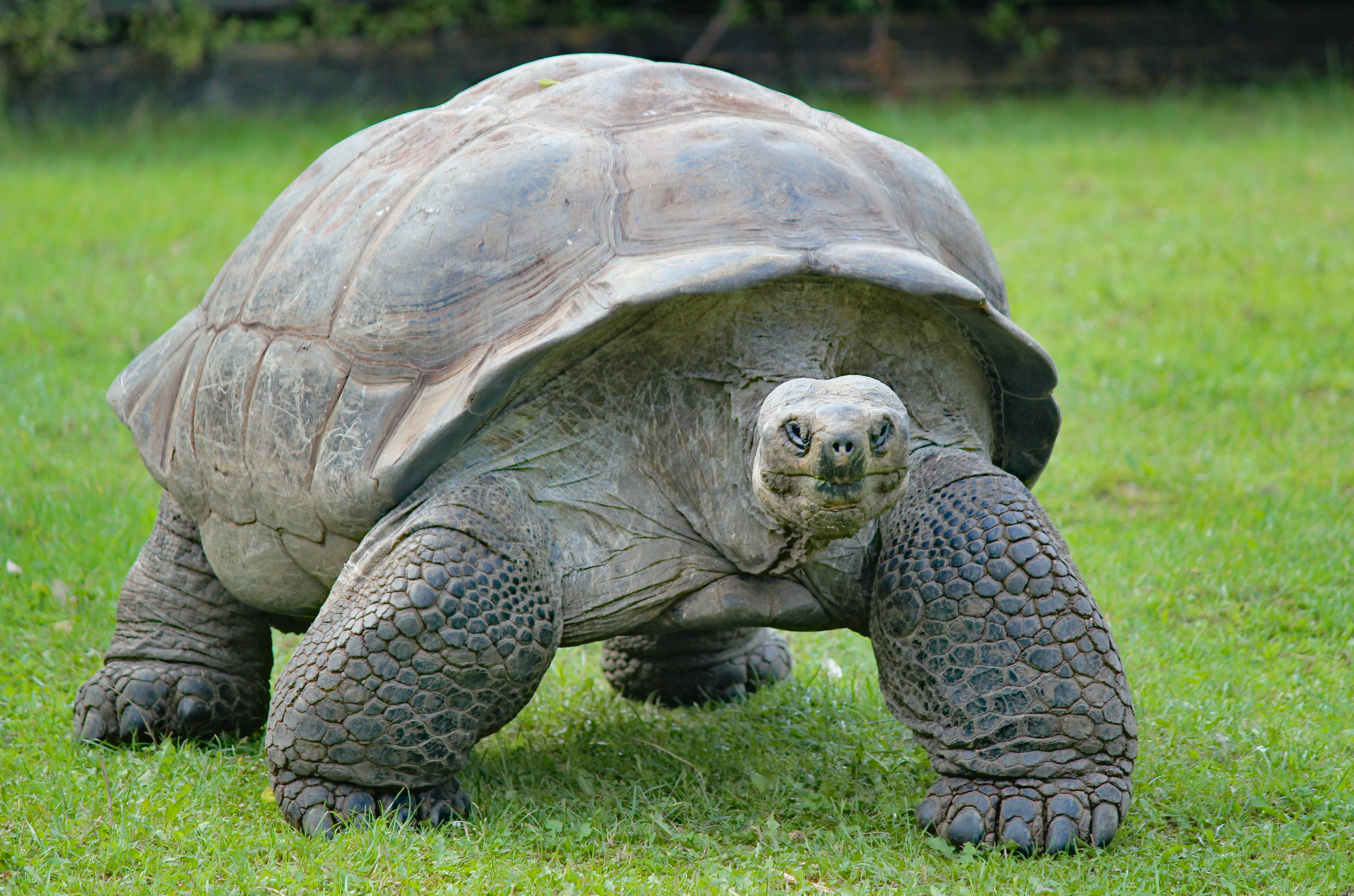 Tortoises and turtles – up to 255 years