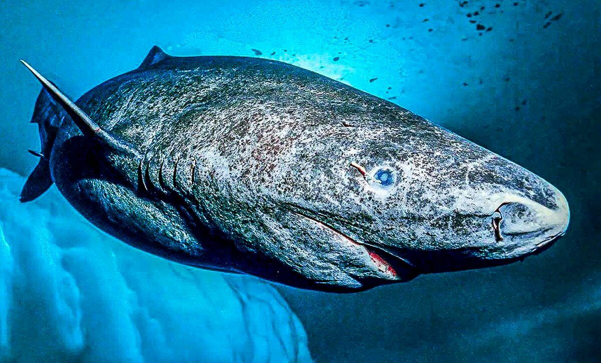 Greenland Sharks – 200-500 years