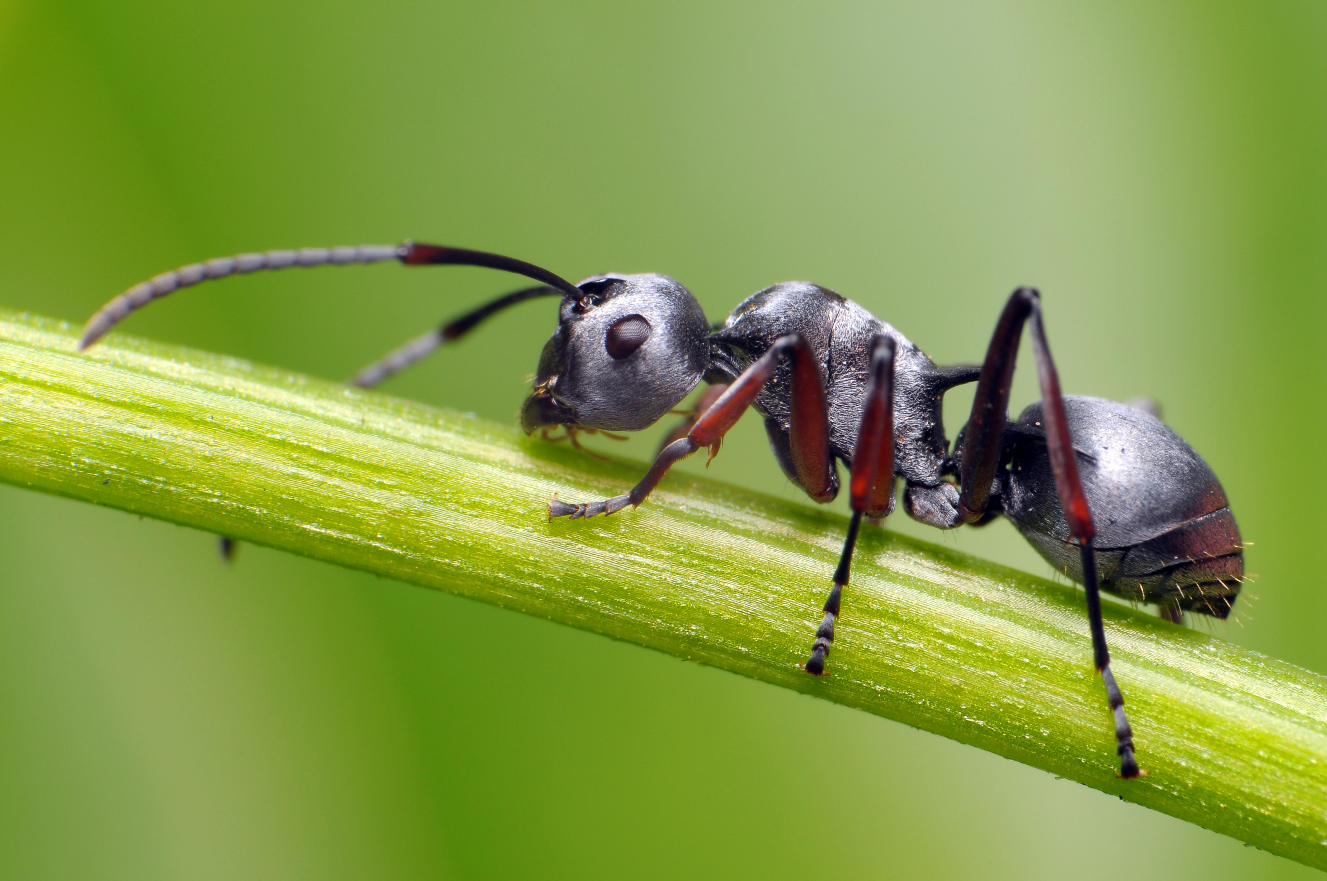 Ants are incredibly smart!