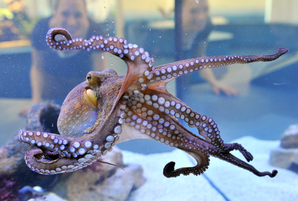 Octopuses