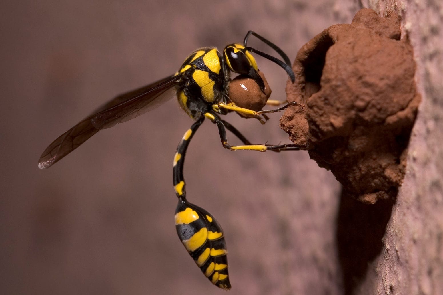 Asian Giant Hornet