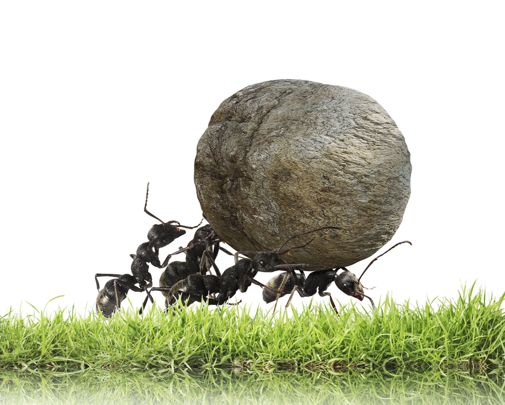 Ants can carry up to fifty times their own bodyweight!