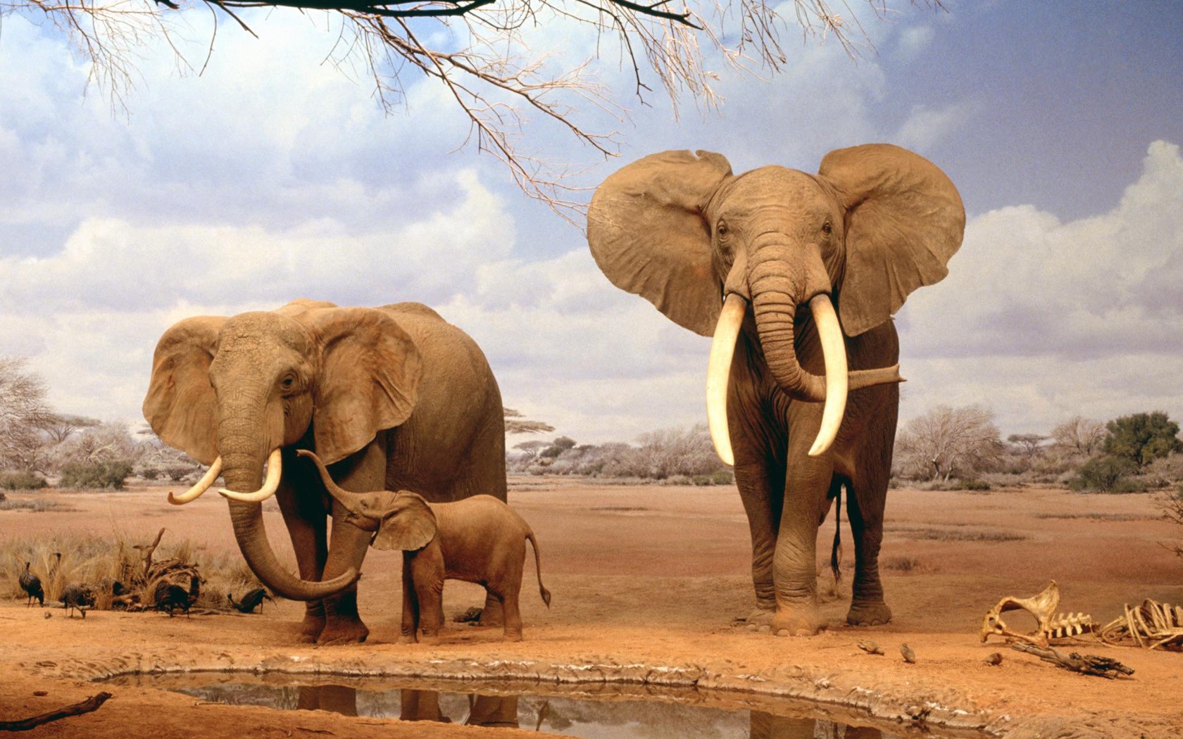  Elephants