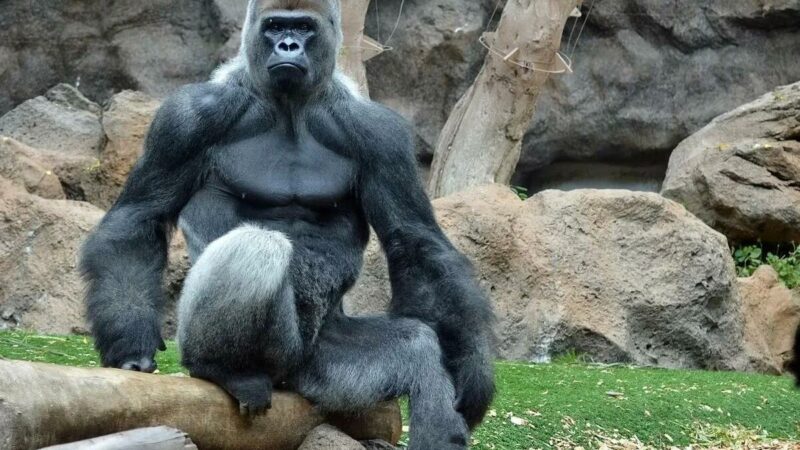 7 Interesting Facts About Gorillas Most People Don’t Know