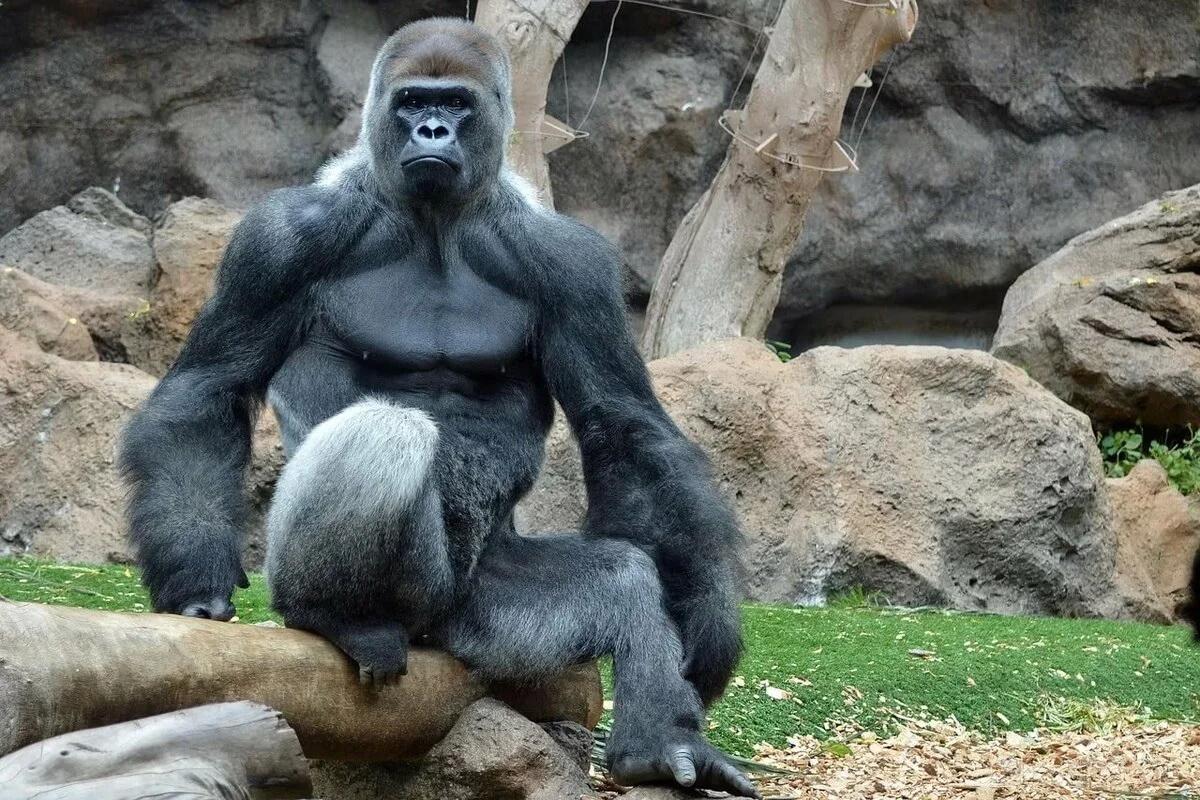 There Are Two Main Gorilla Species