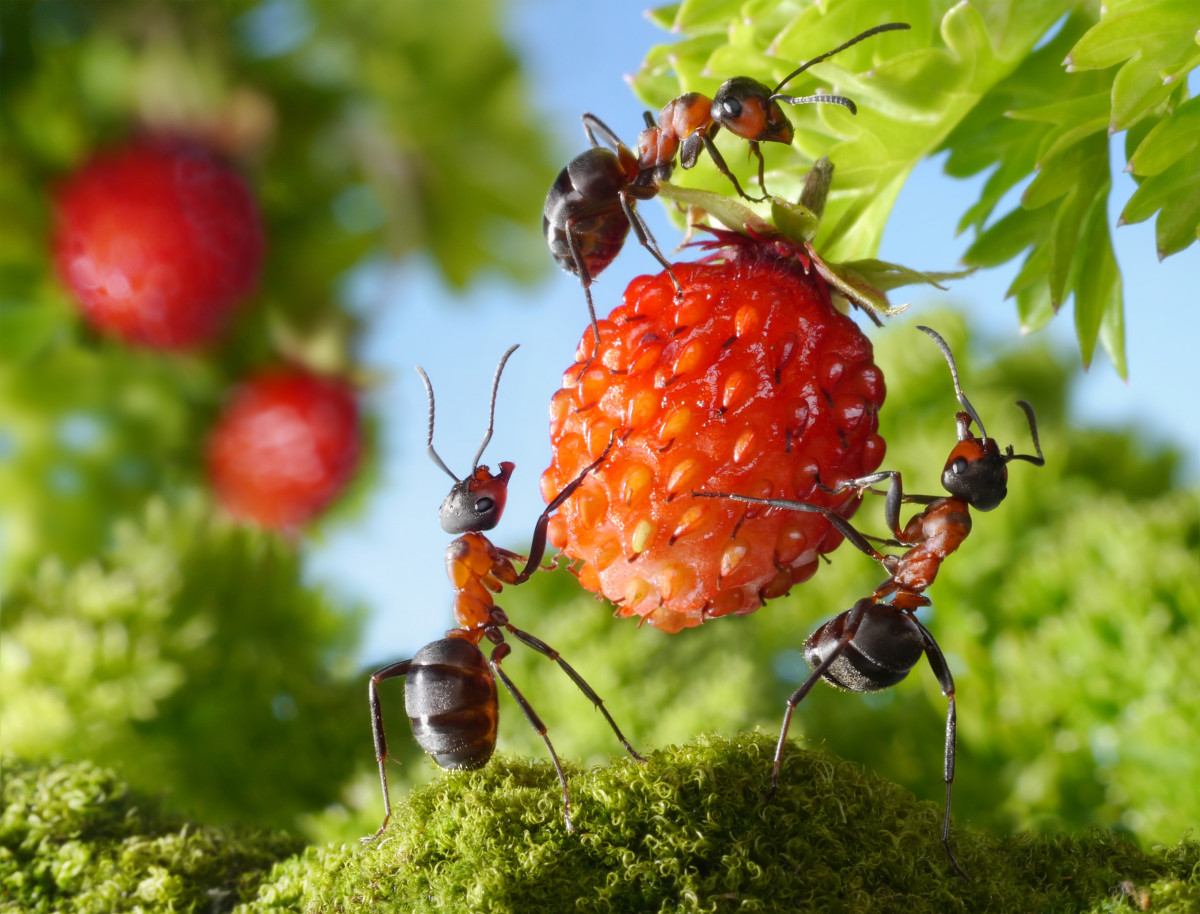 With the right conditions, ants can live up to 30 years!