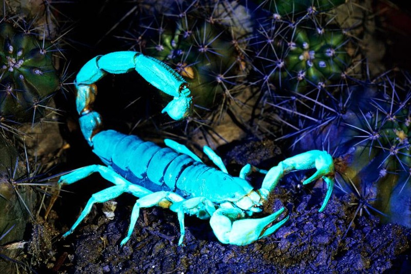 Emperor scorpion pet…