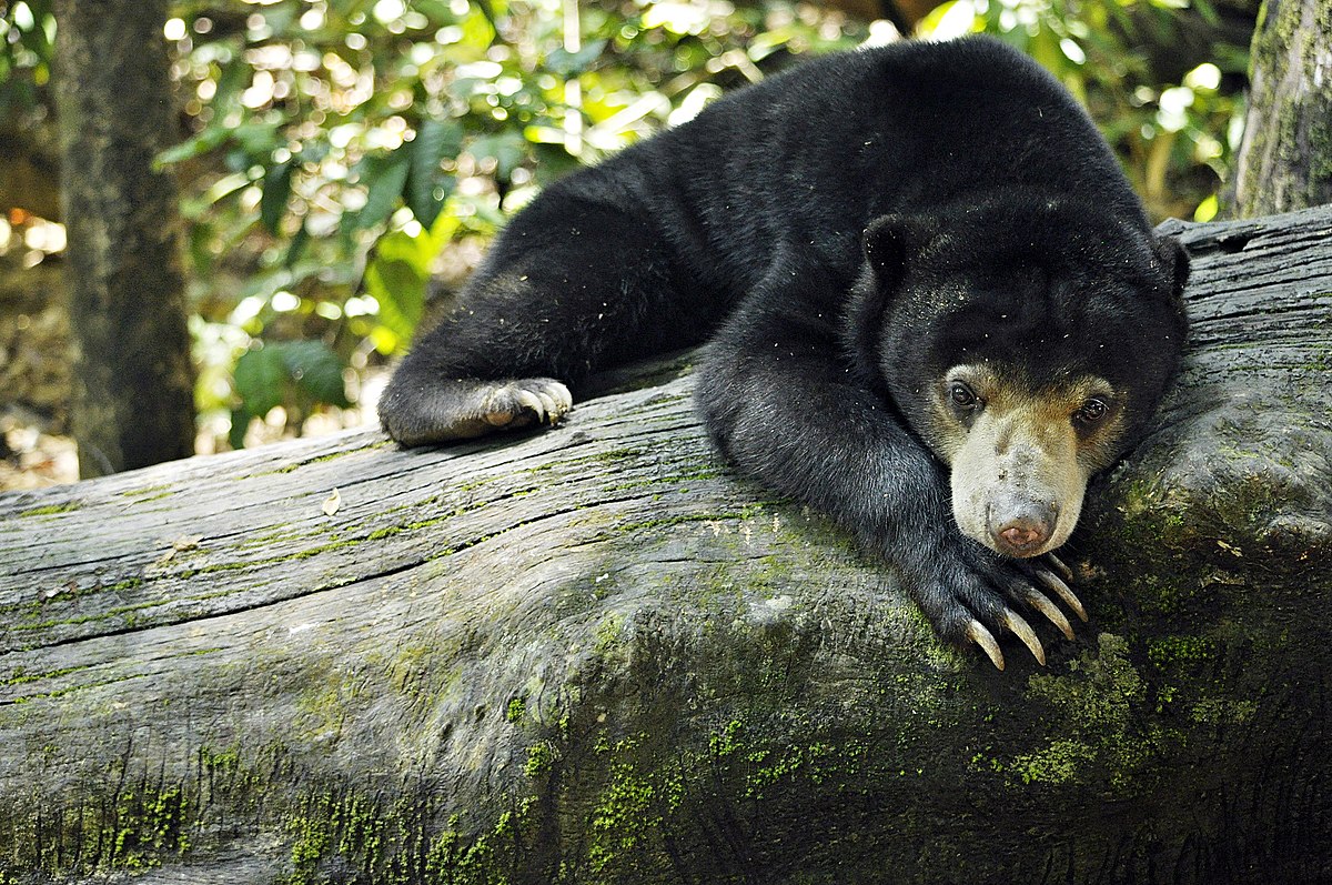 Sun Bear