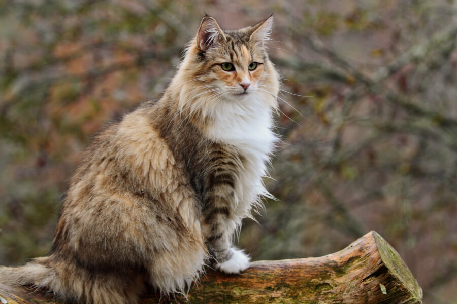 Norwegian Forest Cat