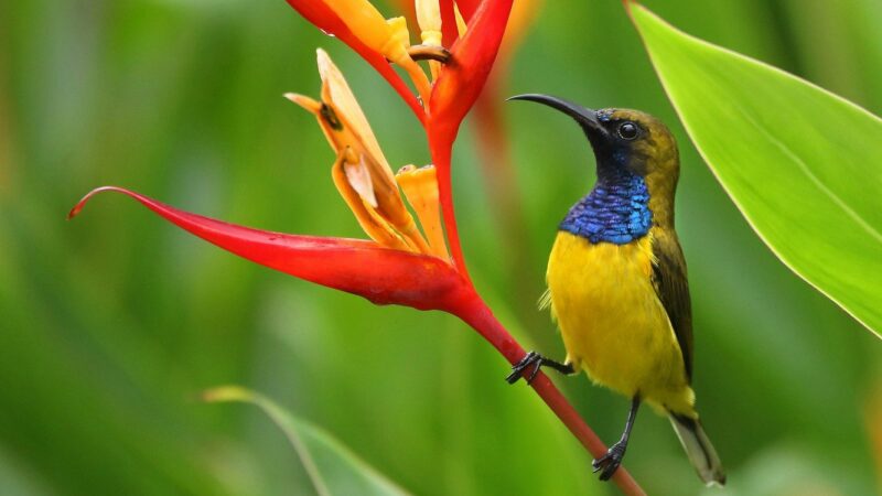 7 Fascinating Facts About Sunbirds