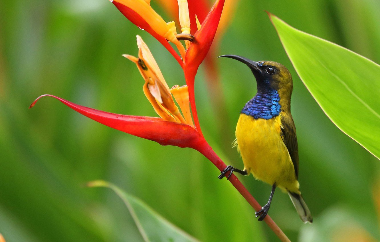 Sunbirds can be found on these 3 continents