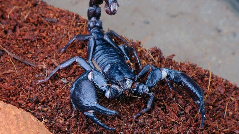 7 facts about scorpions