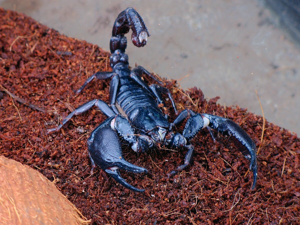 Arizona scorpion…