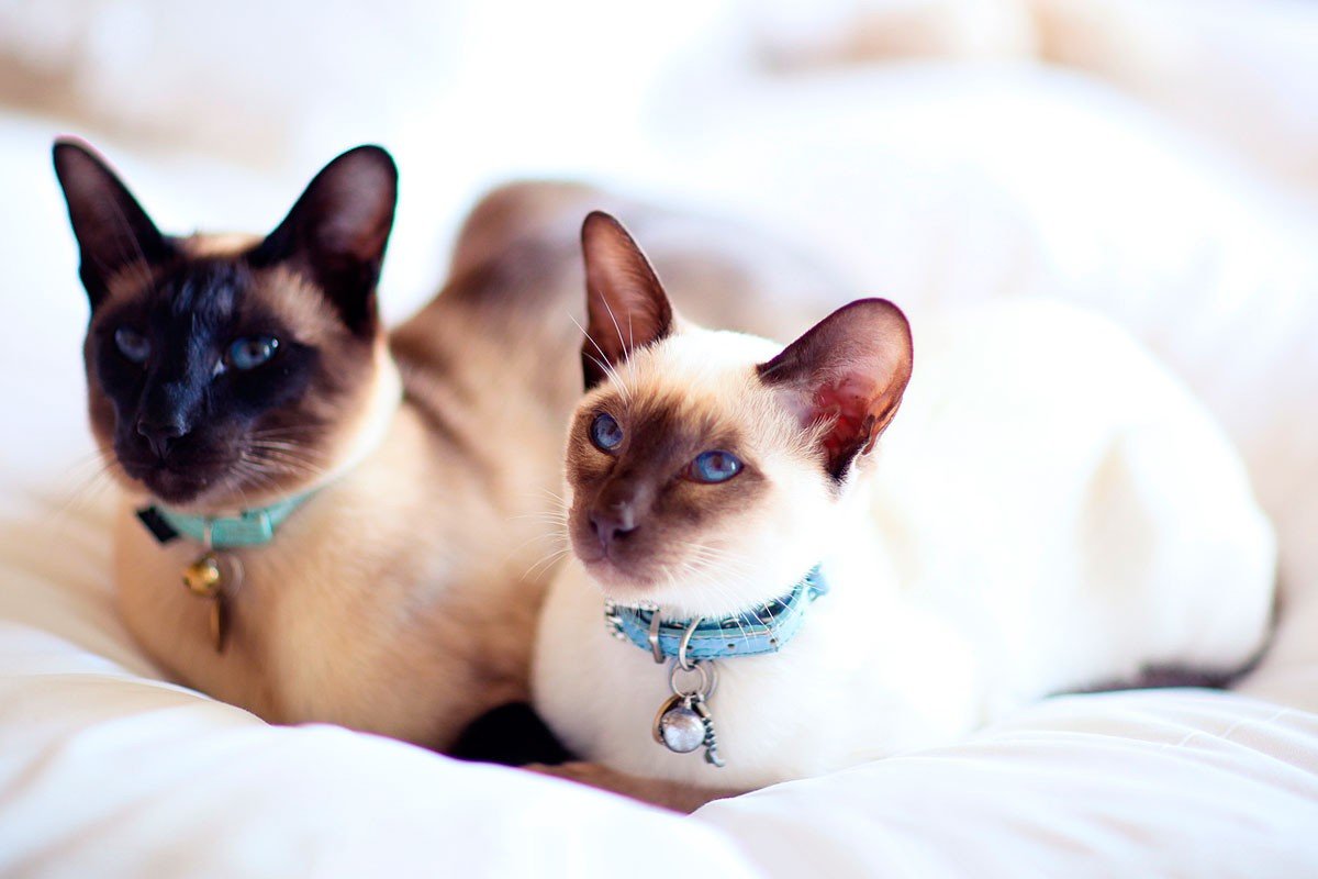 The first Siamese in the U.S. was sent to the President in 1878