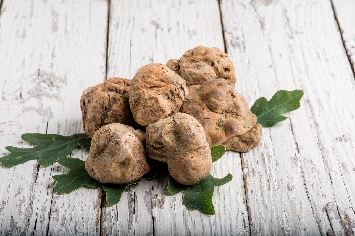 Istrian truffle