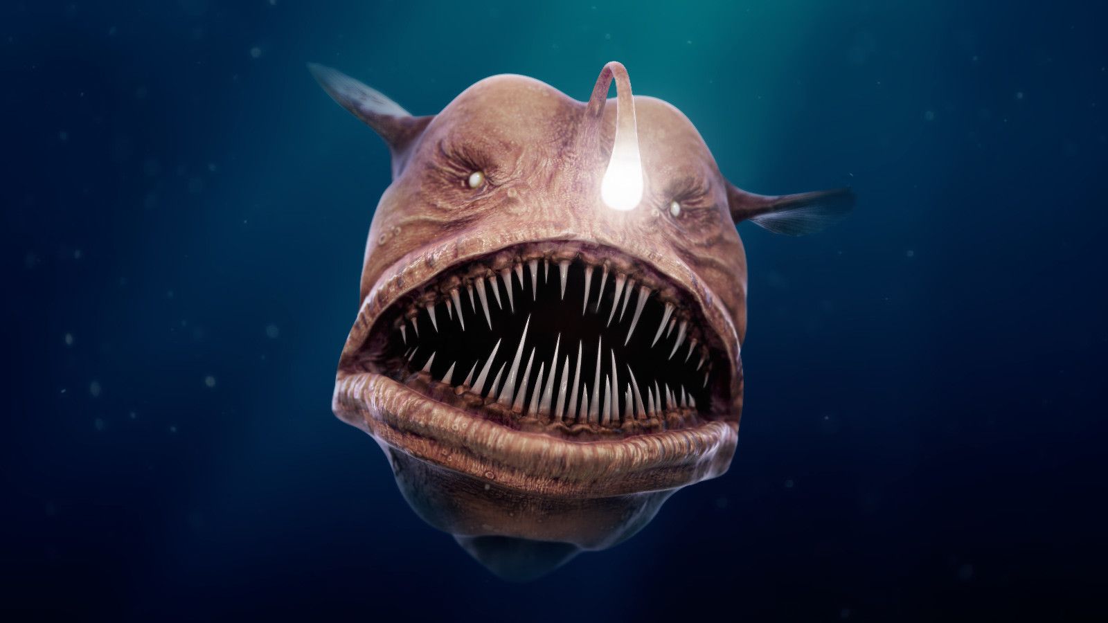Anglerfish are named after the way they hunt