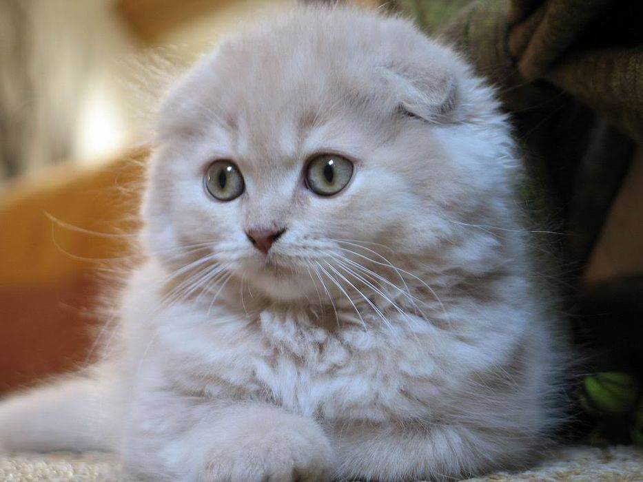 Scottish Fold