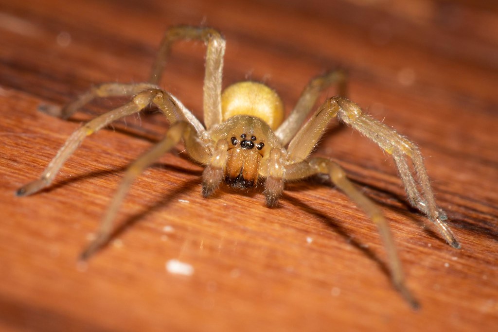 Black-Footed Yellow Sac Spider