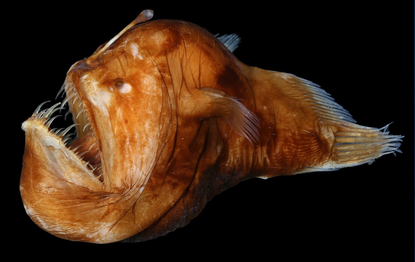 Anglerfish can devour large prey