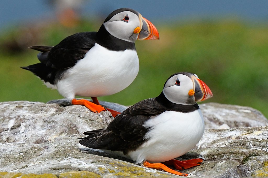 Puffins are part of the auk family