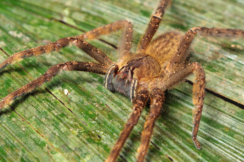 Brazilian Wandering Spider