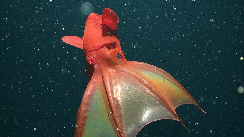 Top 10 Unique Vampire Squid Facts