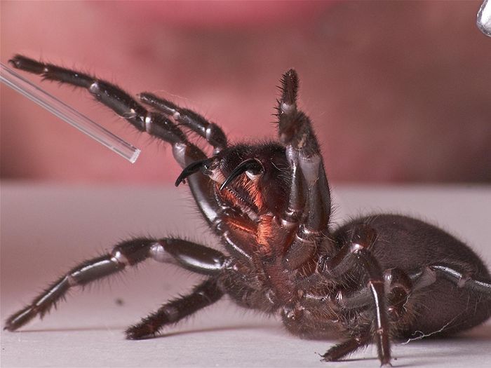 Sydney Funnel-Web Spider