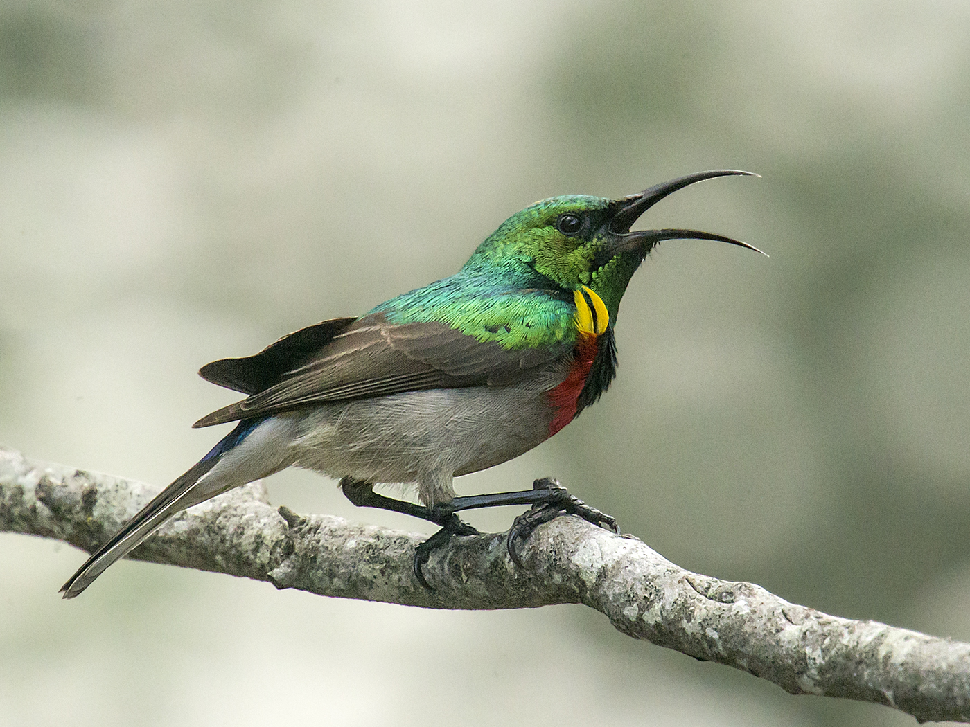 They are part of a family of passerine birds