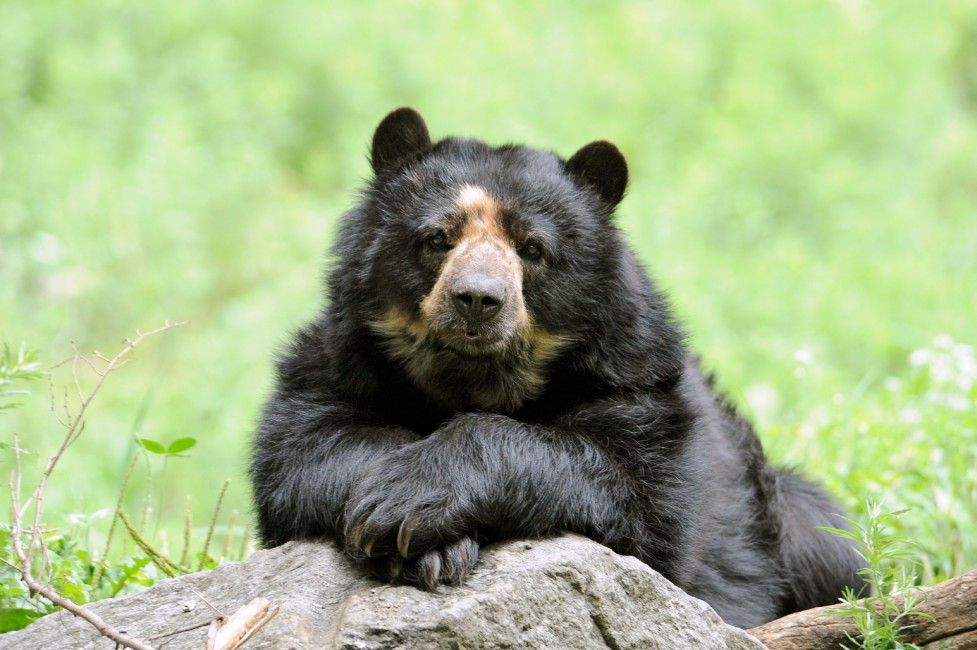 Spectacled Bear