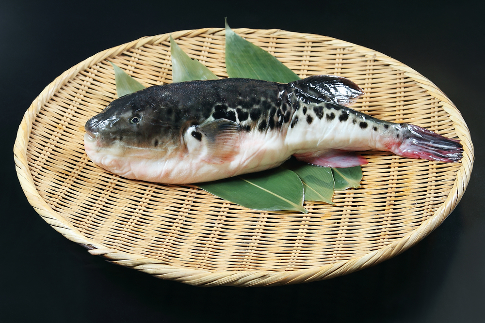 Fugu, Japan