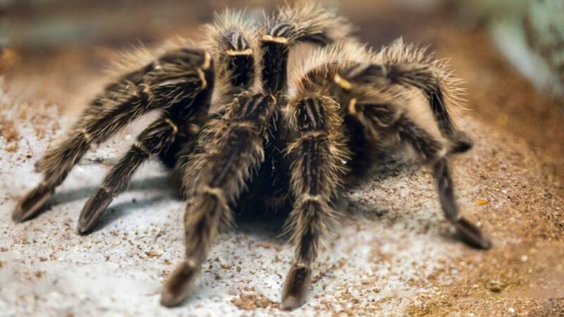 Top 7 Scariest Spiders In The World