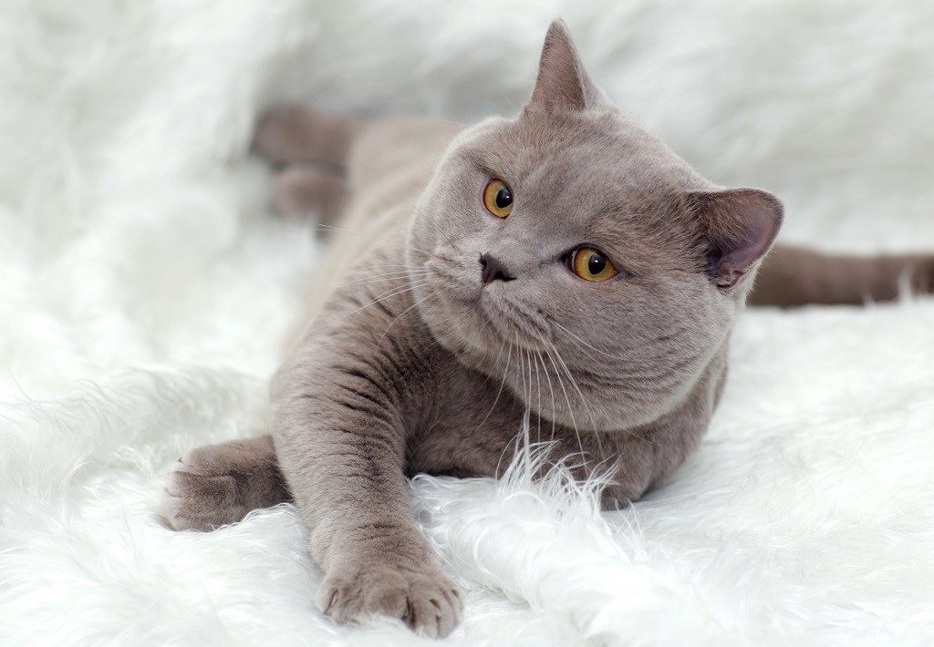 British Shorthair