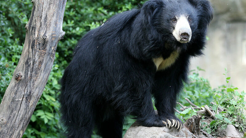 7 Cool Facts About The Sloth Bear