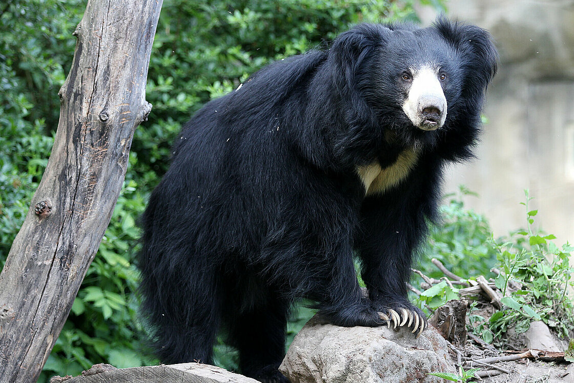 Sloth Bear