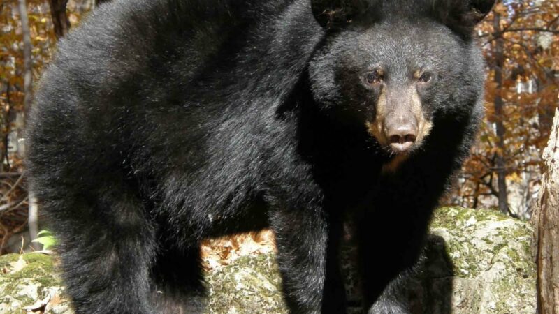 List Of The 7 Types Of Bears In The World