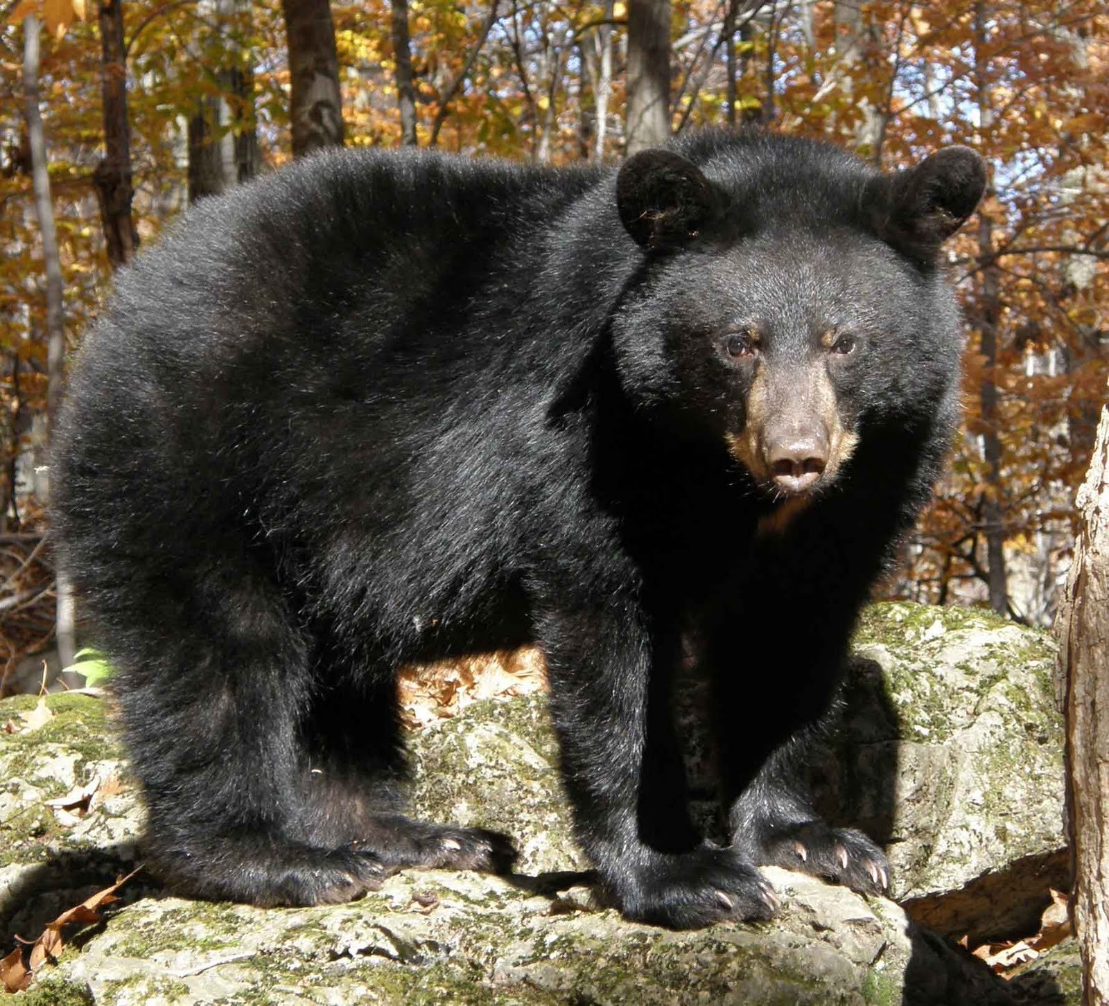 American Black Bear