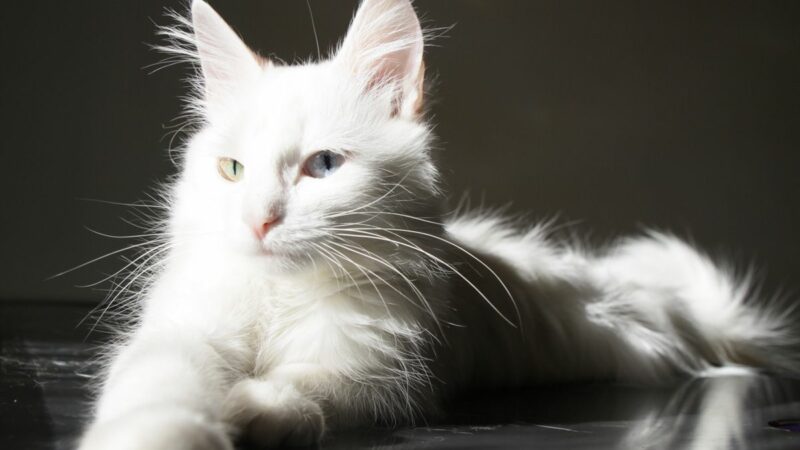 7 Most Beautiful Cats In The World