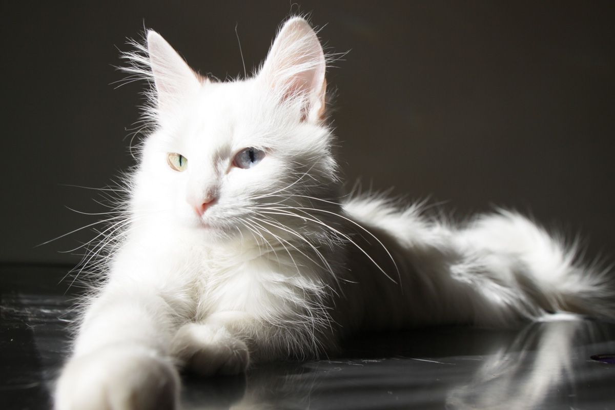 Turkish Angora