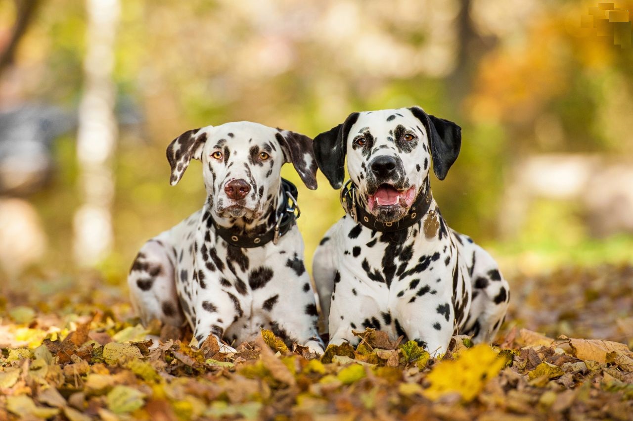 Dalmatian dog